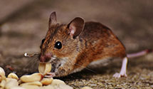 24 Hour & Emergency Exterminators in Cozy Lake, NJ